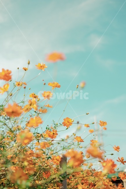 코스모스,황화코스모스,가을,꽃밭,꽃,가을,계절,fall,autumn,season,식물,자연,plants,nature,꽃,flower,색깔,색상,색채,색감,color sense,color sensitivity,feeling of color,leaf,잎,plant