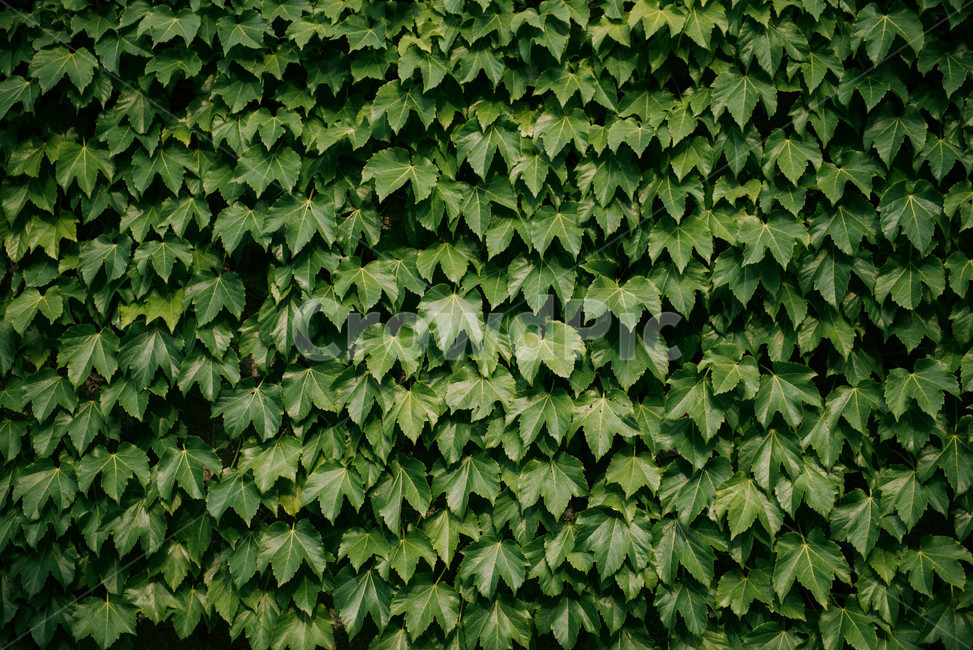 초록,잎사귀,잎,나뭇잎,벽,식물,분위기,느낌,plants,feeling,healing,sensible,sensibity,green,감성,식물,자연,plants,nature,감성,sensible,feeling