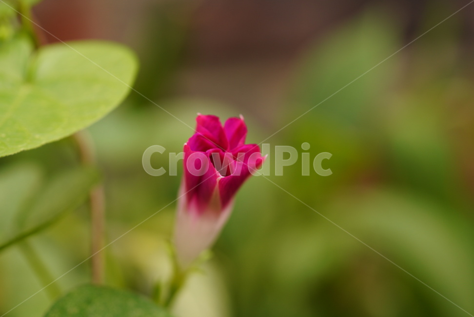 나팔꽃,식물,꽃,계절,백합과,여름,plants,flower,summer,season,식물,자연,plants,nature,꽃,flower