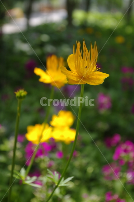 꽃,flower,식물,plant,계절,봄,spring,식물,자연,plants,nature,꽃,flower