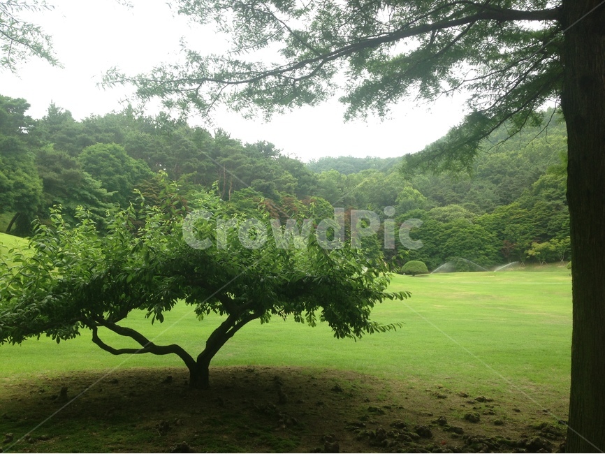 풍경,나무,초록,여름,청남대,식물,자연,plants,nature,나무,trees,wood