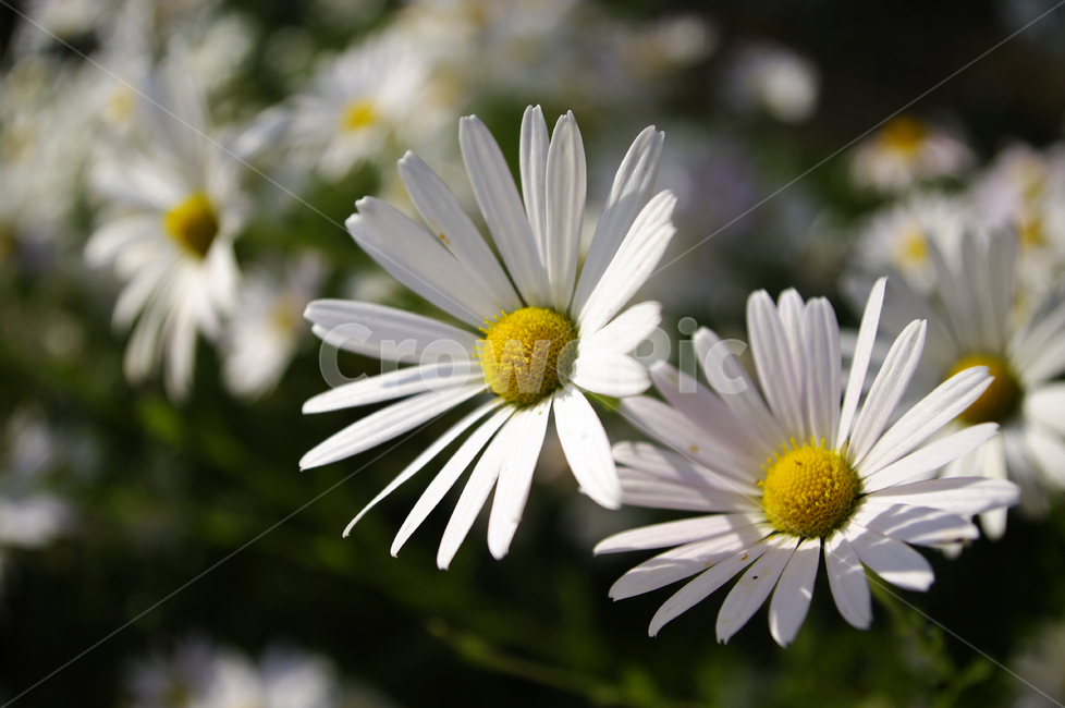 꽃,식물,flower,plant,구절초