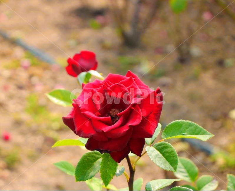 꽃,한송이,식물,장미,빨강,식물,자연,plants,nature,꽃,flower