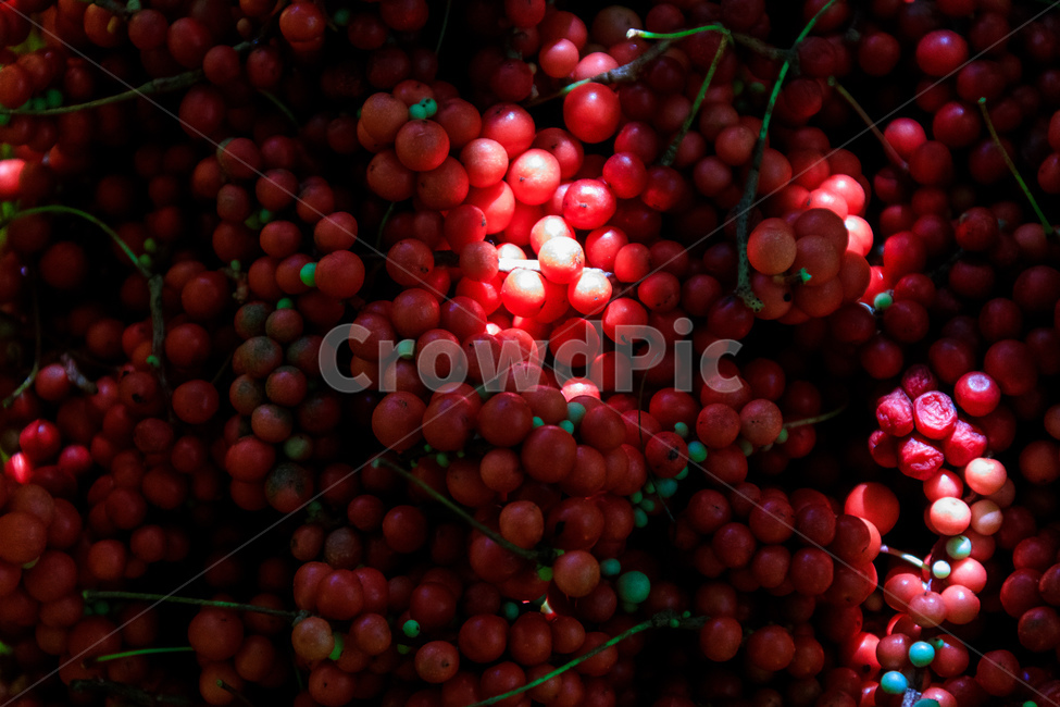 오미자,과일,열매,수확,농업,제철,음식,식재료,요리,food,cook,meal,dishes,food reserves,과일,열매,fruit