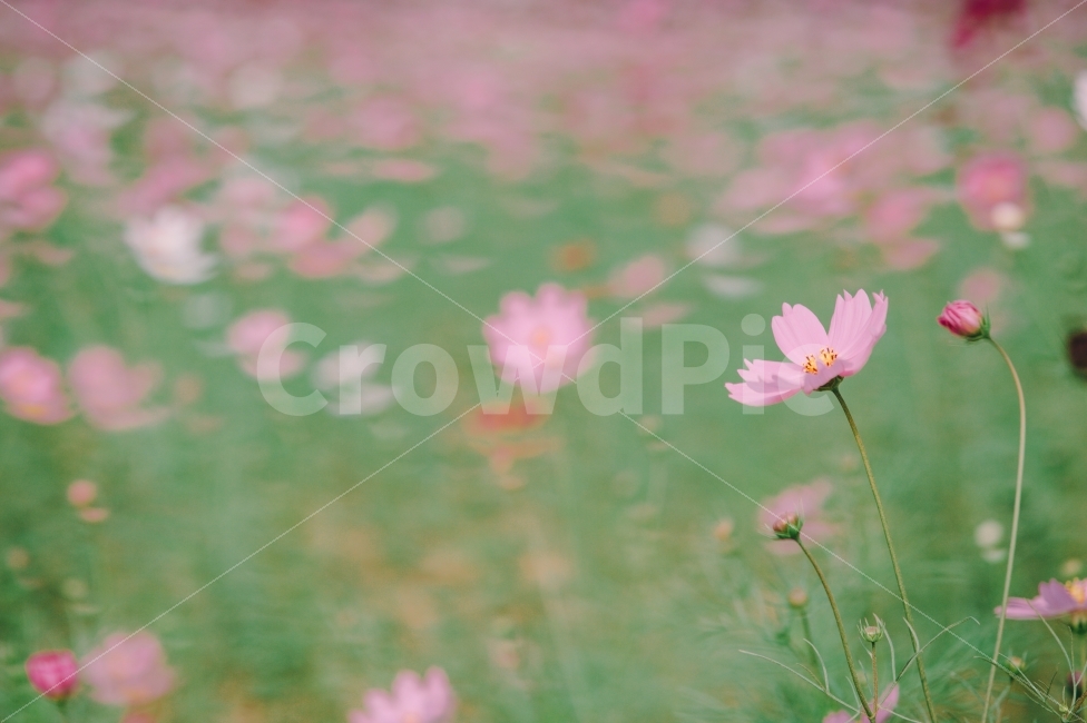 꽃,감성,가을,풍경,스냅,일상,여행,가을,계절,fall,autumn,season,식물,자연,plants,nature,꽃,flower,감성,sensible,feeling,plant,daisy,데이지,daisies,blossom