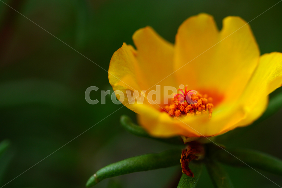 채송화,꽃,플라워,자연,여름꽃,flower,nature,여름,summr,6월,june,접사,macro,rosemoss,portulacagrandiflora,식물,plants,식물,자연,plants,nature,꽃,flower