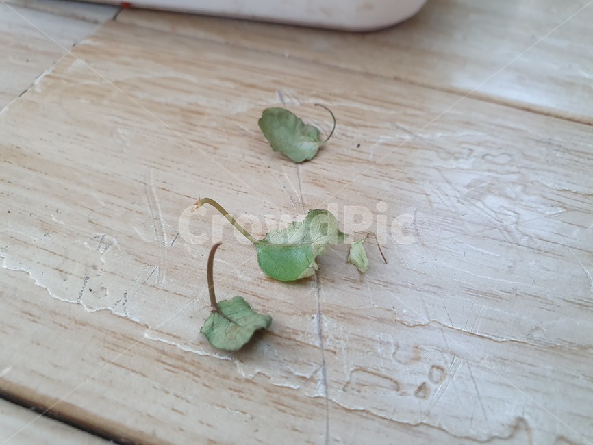 낙엽,메마름,베란다,바닥,낡음