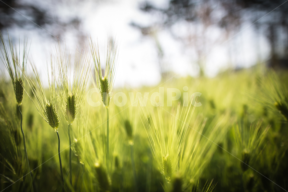 청보리,보리,햇살,역광,보리밭,배경,식물,자연,plants,nature
