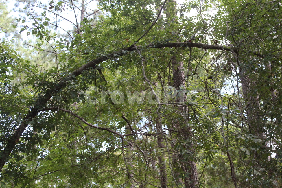 자연,풀,초록색,잎,나뭇잎,나무,tree,식물,plant