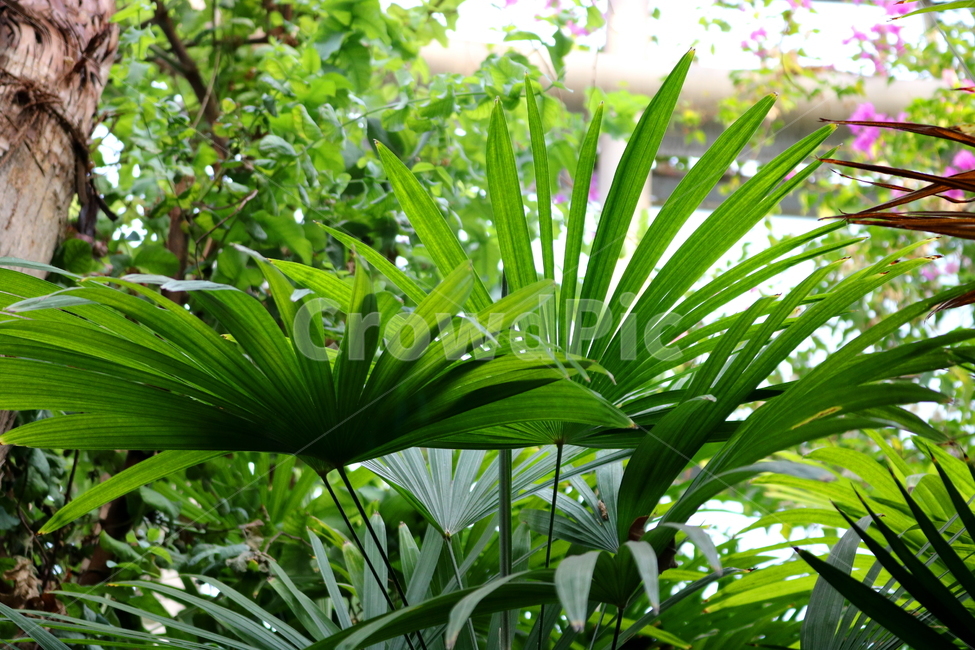 나무,야자나무,금산죽,야자과,식물,열대식물,자연,식물원,식물,자연,plants,nature