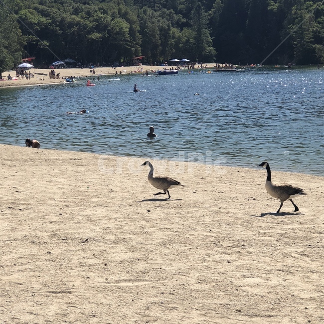 미국,풍경,자연,호수,새,동물,물,water,bird,animal,동물,animal,조류,새,birds