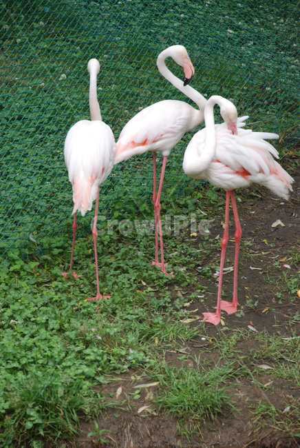 동물원,홍학,플라밍고,flamingo,새,bird,자연,동물,분홍색,핑크,pink,동물,animal,조류,새,birds