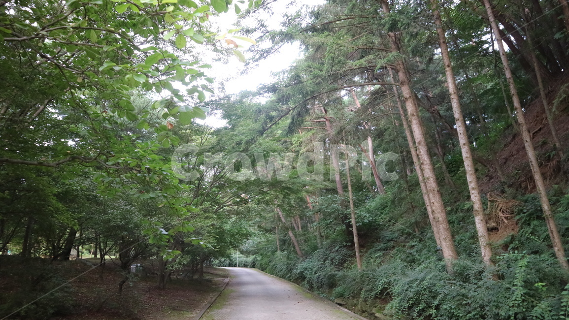 숲,나무,산,길,초록
