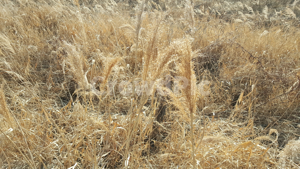 겨울,산책로,겨울풍경,야외,겨울산책로,공원,풍경,자연,풍경,nature,landscape,plant,식물