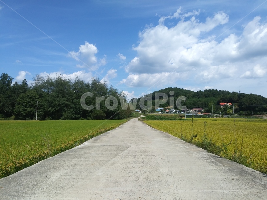 길,시골,들,논,논밭,도로,road,nature,벼,자연,풍경,nature,landscape,asphalt,아스팔트