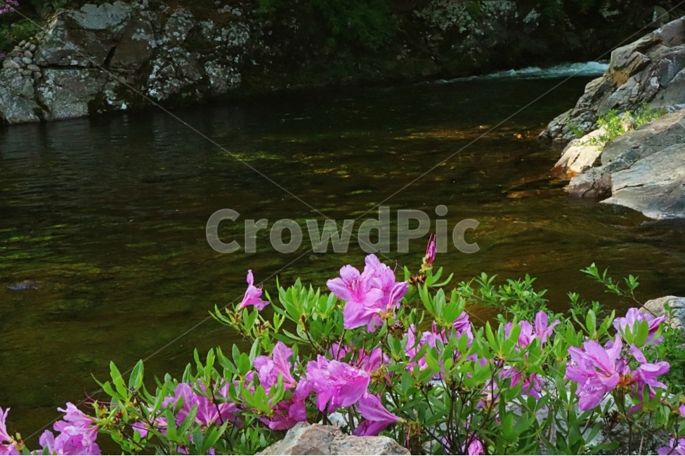 철쭉,봄,뱀사골,계곡,풍경,자연,풍경,nature,landscape,식물,plants,꽃,flower,plant
