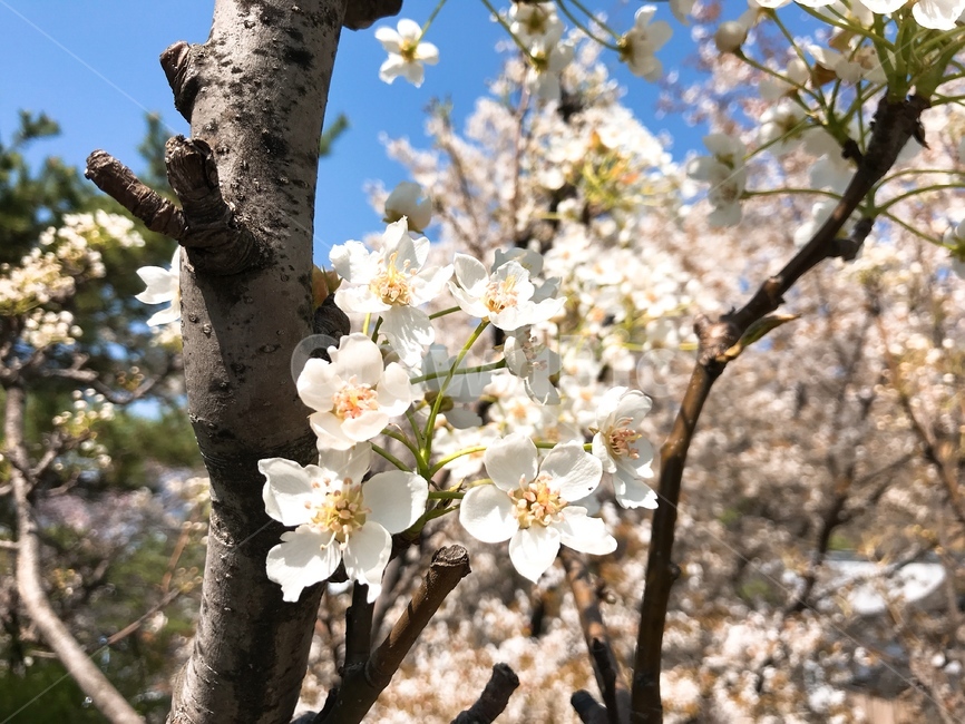 봄,벚꽃,분홍,봄날씨,산책