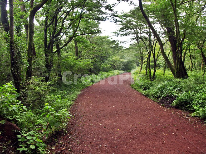 숲,숲길,사려니숲길,제주,자연림,휴양림,힐링,명소,비경,나무,풍경,자연,ground,바닥,gravel,자갈,road,도로,dirt road,흙길