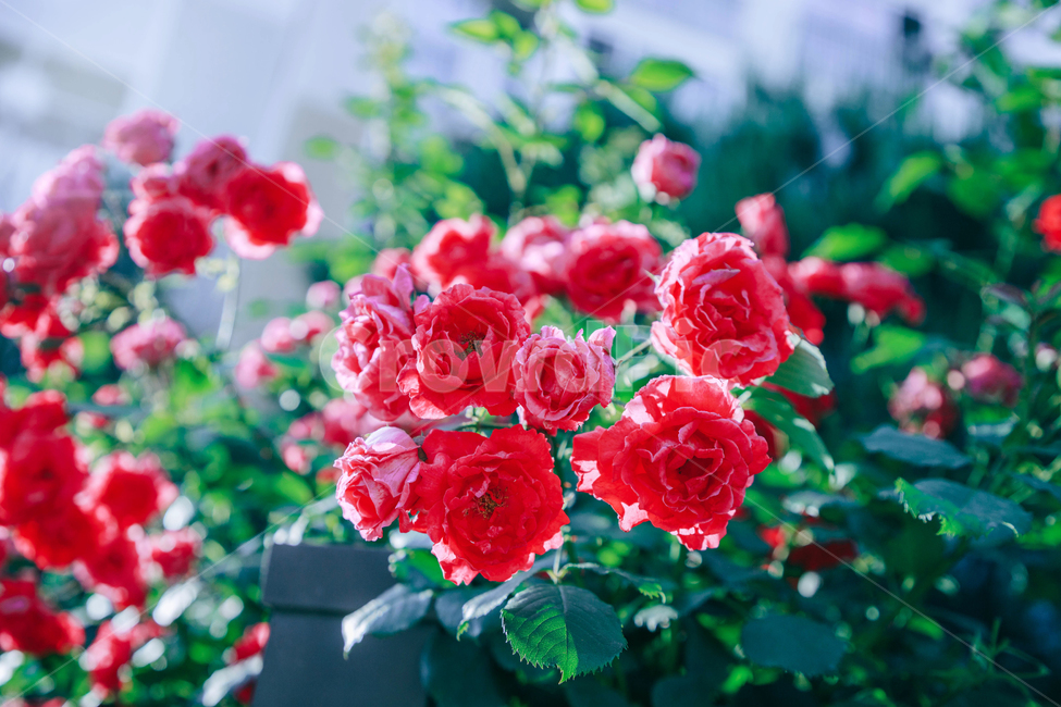 꽃,장미,붉은,빨간,아름다운,5월,자연,식물,꽃잎,잎파리,flower,rose,햇살,햇빛,햇볕,식물,자연,plants,nature,꽃,flower