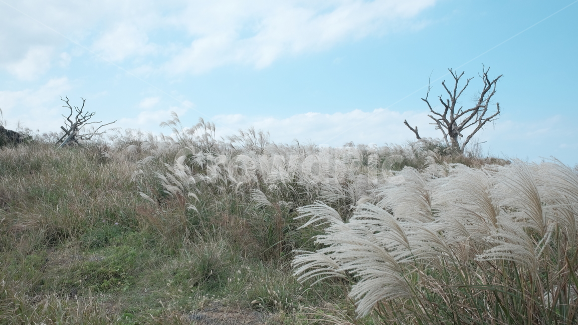제주도,제주올레길,갈대밭,갈대,하늘,구름,마른나무,tree,reed,sky,자연,풍경,nature,landscape,grass,잔디,plant,식물,lawn