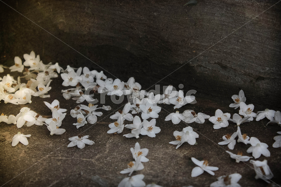 꽃,flower,떨어진꽃,꽃잎,하얀꽃