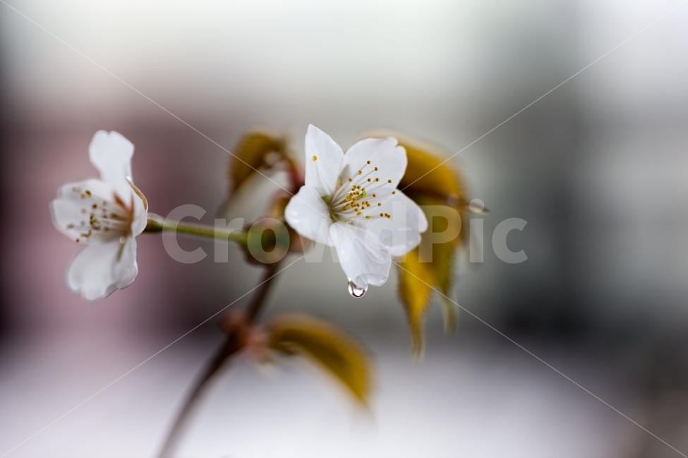 배꽃,흰꽃,과수원,꽃,식물,자연,flower,하얀,white,nature,plant,이슬,dew,Pearflower,pear,식물,자연,plants,nature,꽃,flower,감성,sensible,feeling