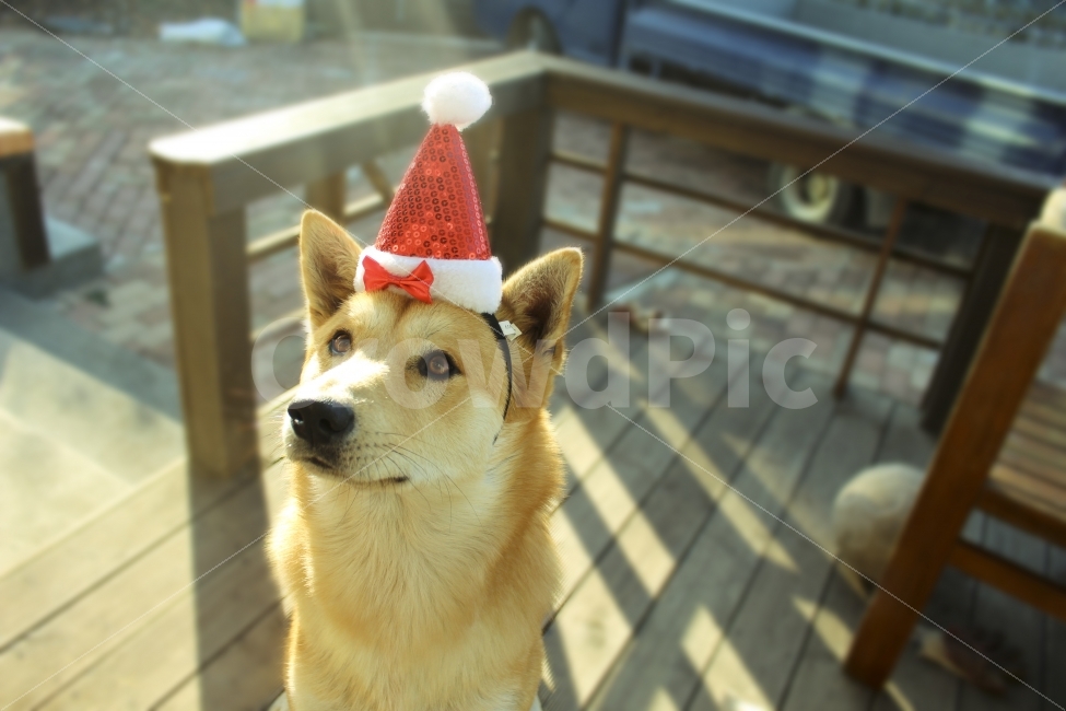 반려견,가족,크리스마스,산타,진돗개,황구,동물,animal,포유류,mammal,개,강아지,dog,doggy,기념일,축하,anniversary,congratulation,celebrate,celebration,메리크리스마스,성탄절,merry christmas