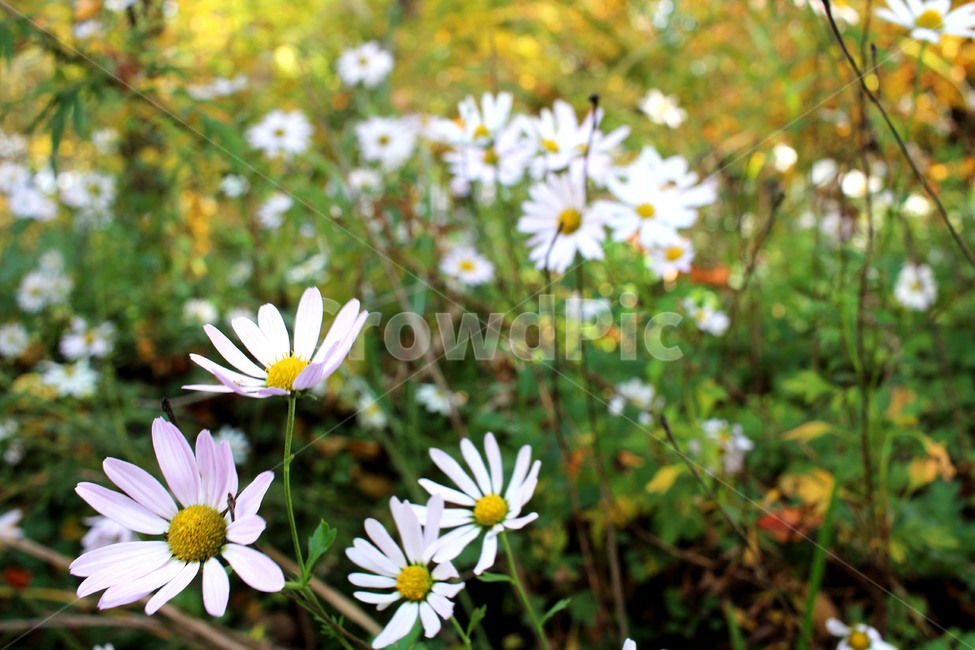 식물,코스모스,남산,꽃,가을,식물,자연,plants,nature,꽃,flower
