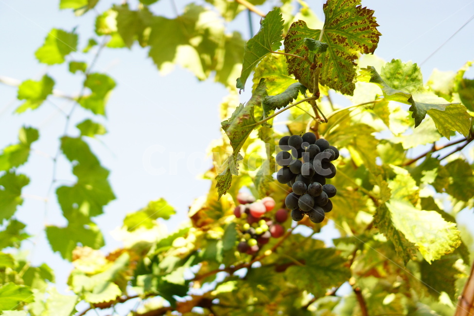 여름,하늘,시골,휴식,포도,여유,식물,자연,plants,nature,과일,열매,fruit