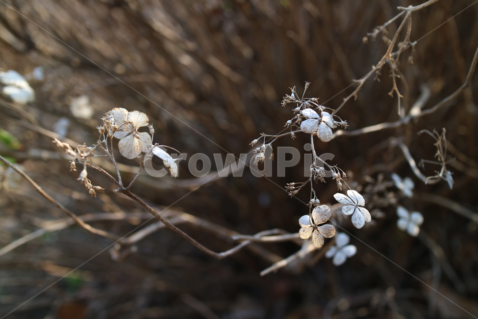 산수국,꽃,흰꽃,하얀꽃,식물,자연,꽃송이,꽃밭,야생화,식물,자연,plants,nature,꽃,flower