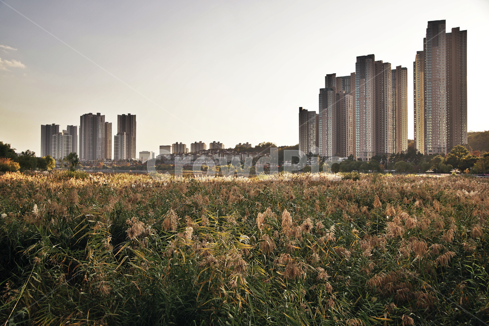 광교호수공원,영통,수원,공원,아파트,원천저수지,갈대,가을,도시,풍경,city,landscape,한국도시풍경,한국도시경관,korea cityscape