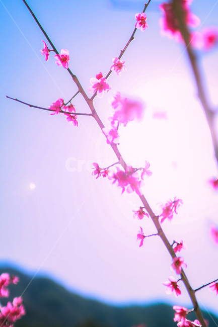 홍매화,매화,매화꽃,꽃,봄,봄,계절,spring,season