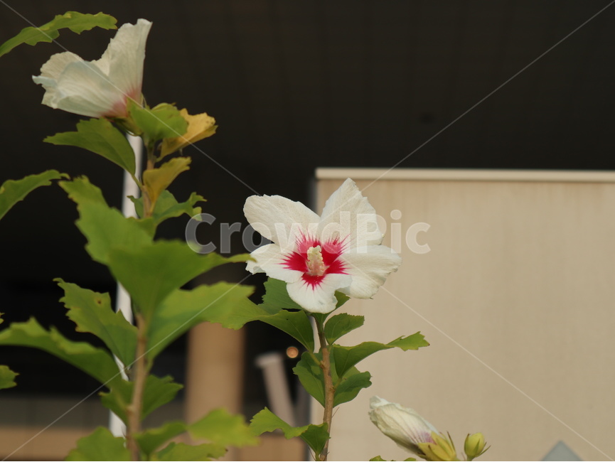 한송이,무궁화,나라꽃,꽃,flower,blossom,plant,식물,흰꽃,흰색