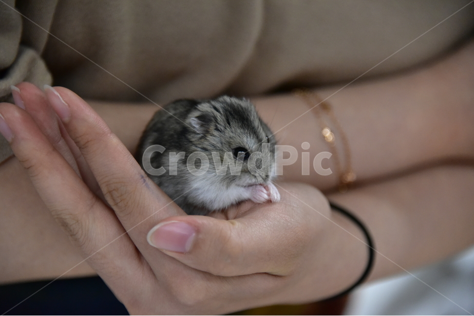 햄스터,동물,애완동물,포유류,펫,귀여움,귀여운,hamsters,mammals,pets,pet,cute,동물,animal,포유류,mammal