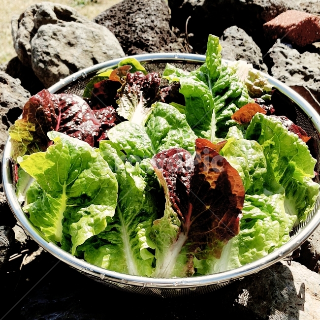 상추,텃밭,야채,채소,쌈채소,식물,plant,채소,야채,vegetables