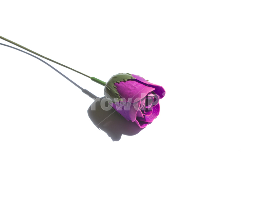 장미,로즈,꽃,플라워,조화,비누,비누꽃,줄기,흰배경,클로즈업,사물,자연,식물,퍼플,보라색,꽃,flower,누끼,remove background
