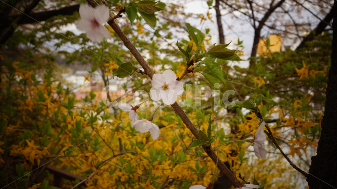 봄,벚꽃,계단,낭만적,분위기,개나리,설렘,첫시작,봄,계절,spring,season,식물,자연,plants,nature,꽃,flower,plant