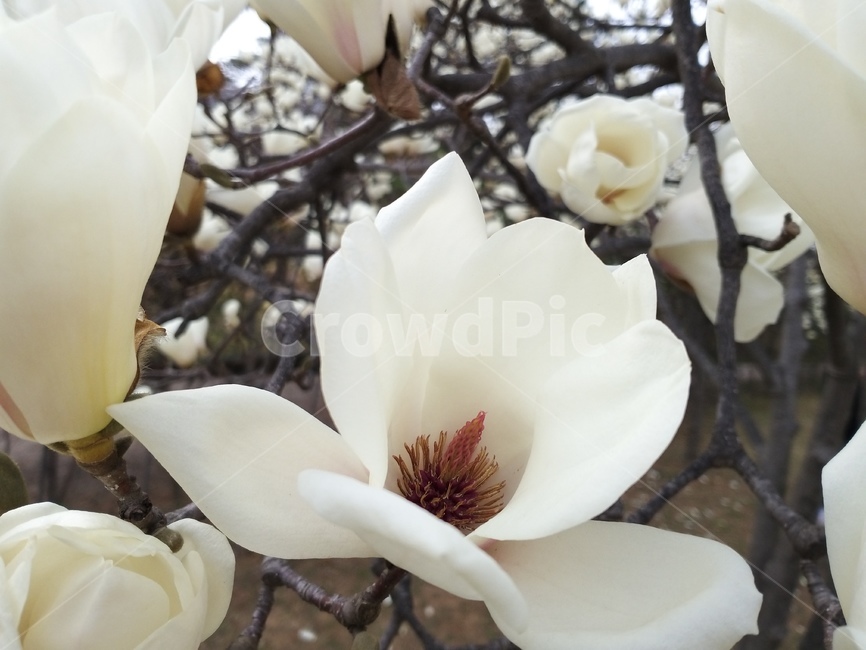 plant,식물,꽃,flower,petal,꽃잎,blossom