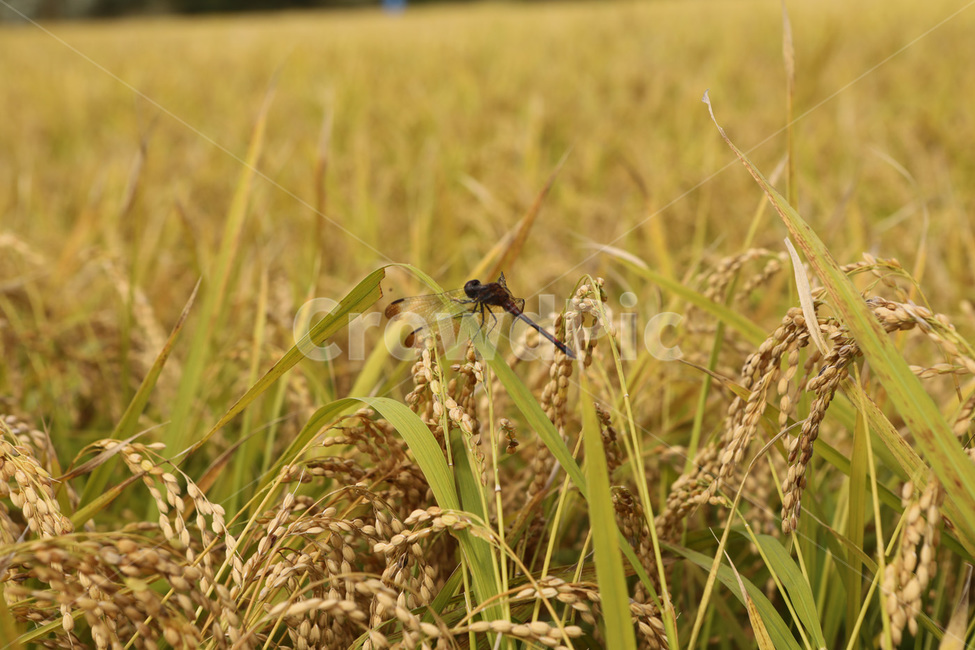 가을,벼,잠자리,들녁,논,산업,industry,industrial,농업,농사,agriculture,farming,farming industry