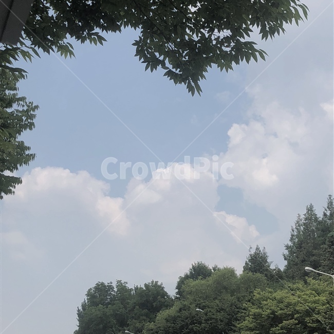 하늘,자연,여름,감성,구름,sky,자연,풍경,nature,landscape,tree,나무,plant,식물