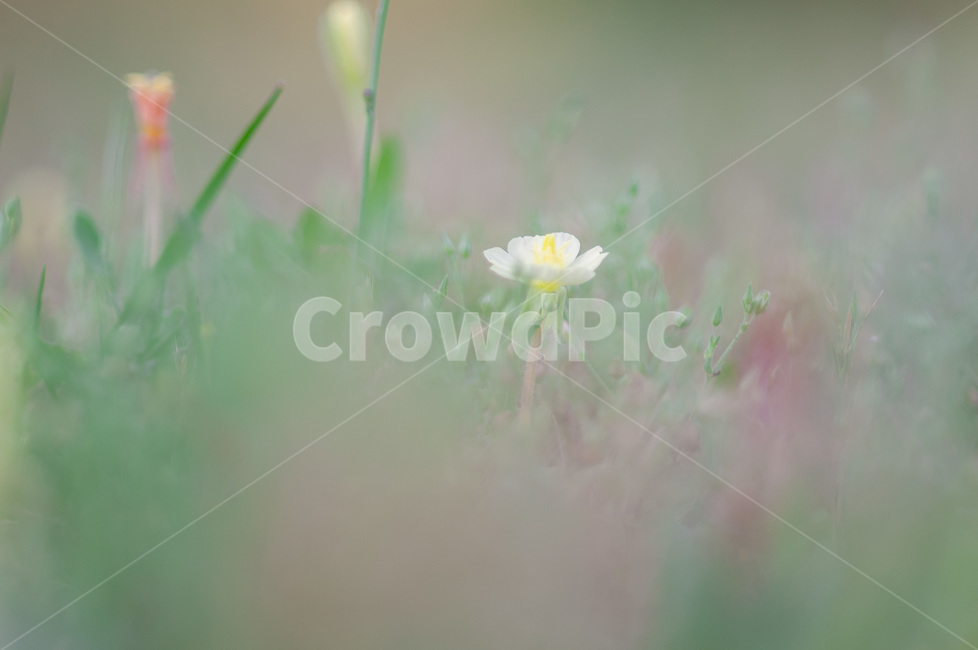 plant,식물,들판,꽃,야외,식물,자연,plants,nature,꽃,flower