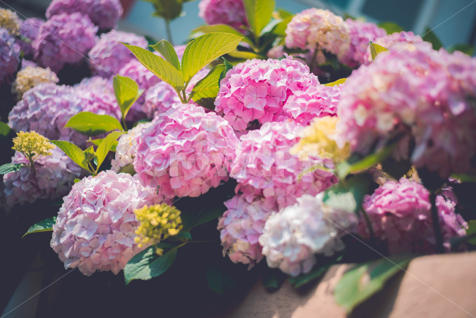 수국,꽃,식물,여름꽃,핑크꽃,분홍꽃,식물,자연,plants,nature,꽃,flower