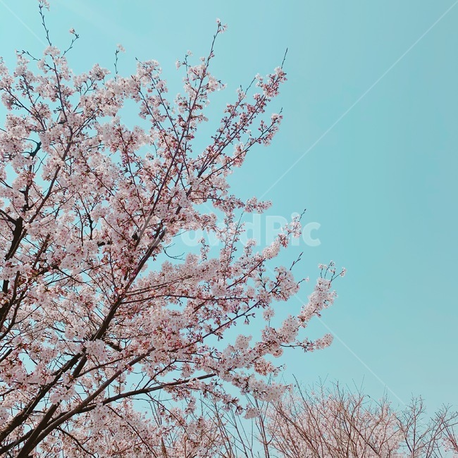 벚꽃축제,벚꽃,벚나무,blossom,cherryblossom,봄