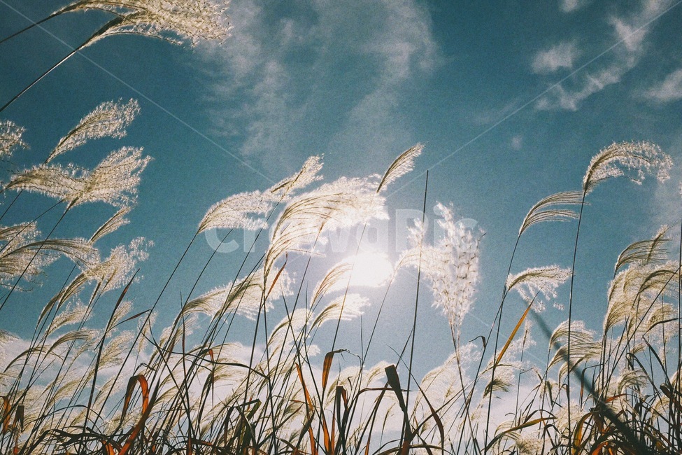 가을,억새,식물,자연,풍경,autumn,fall,plant,nature,landscape,가을,계절,fall,autumn,season,자연,풍경,nature,landscape,식물,plants,감성,sensible,feeling,grass,잔디,lawn