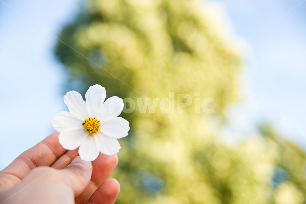 가을,코스모스,하얀꽃,하얀코스모스,가을꽃,손,식물,자연,plants,nature,꽃,flower