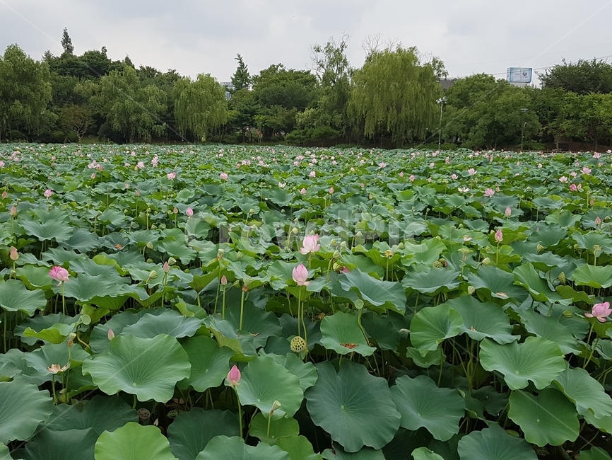 덕진공원,전주덕진공원,공원,연꽃,lotus,자연,풍경,nature,landscape,plant,식물