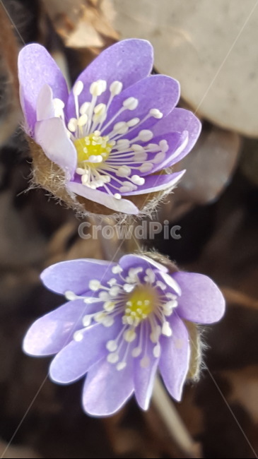 plant,식물,flower,꽃,노루귀,청노루귀,식물,자연,plants,nature,꽃,flower