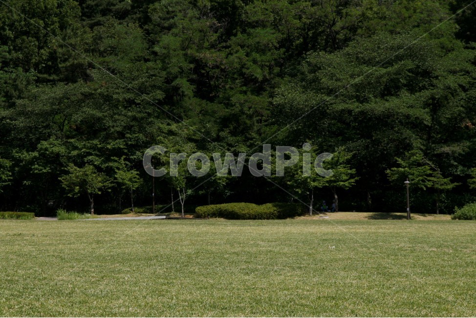 북서울,꿈의숲,나무,잔디,녹색,자연,풍경,nature,landscape,grass,plant,식물,field,들,outdoors,옥외