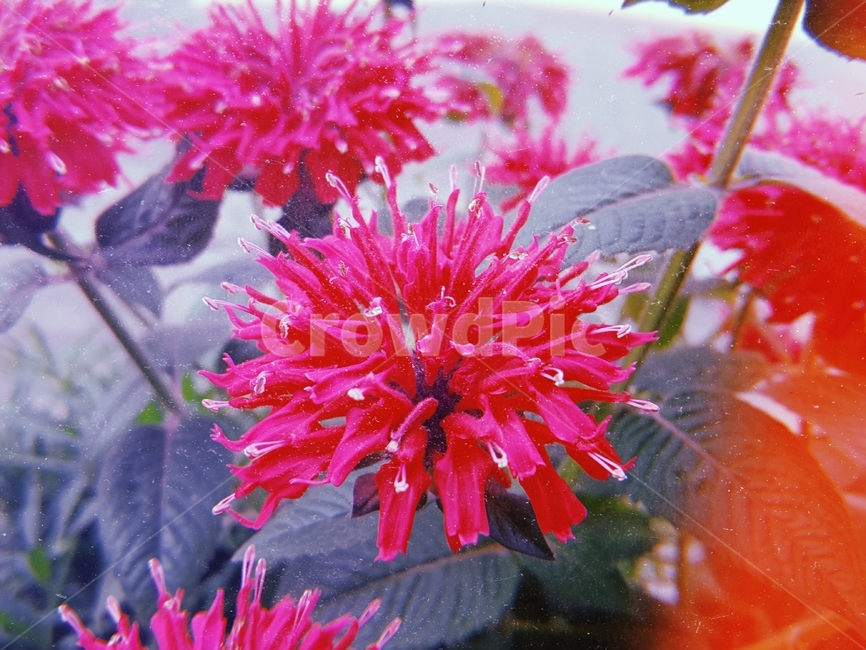 베르가못,꽃,빨간꽃,분홍꽃,분홍색꽃,빨간색꽃,화단,필름카메라,화사,강렬,화사함,빨강,분홍,화려한꽃