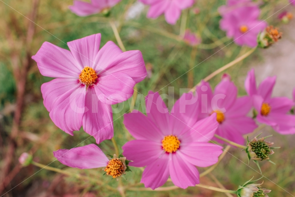 가을,코스모스,꽃,감성,풍경,자연,식물,가을,계절,fall,autumn,season,식물,자연,plants,nature,꽃,flower,plant,blossom,geranium,제라늄